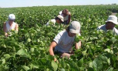 El INYM ya financi� m�s de $800 millones para la compra de hoja verde y yerba canchada