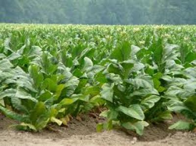 Tabacaleros apuestan a una mayor producci�n para mantenerse en el mercado
