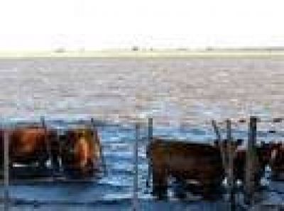 EMERGENCIA AGROPECUARIA: LAS INUNDACIONES Y LOS DA�OS AL CAMPO