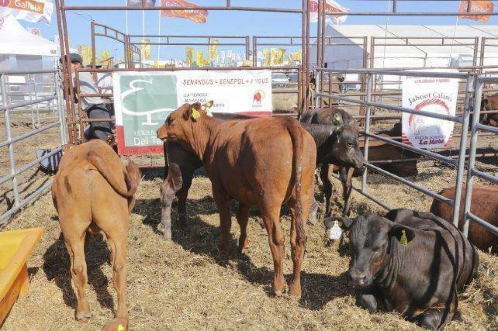 Advierten que el Registro de comercializadores de carne no eliminar� la evasi�n fiscal de la cadena 