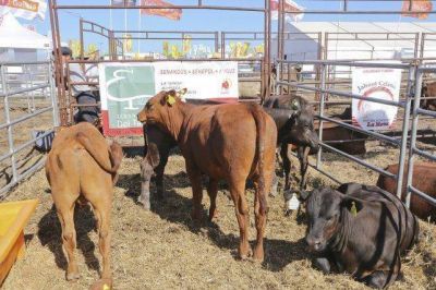 Advierten que el Registro de comercializadores de carne no eliminar� la evasi�n fiscal de la cadena 
