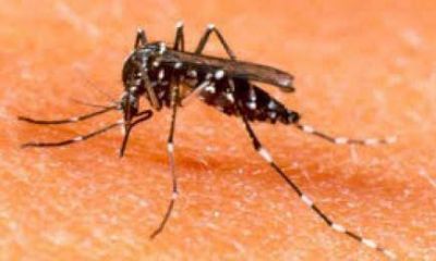 Dengue: Se registraron 13.400 casos sospechosos en Misiones