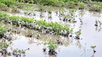 Estiman p�rdidas en la cosecha sojera por $4.600 millones en Entre R�os