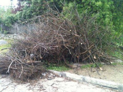 Los restos de poda domiciliaria deben ser llevados al Vivero Municipal
