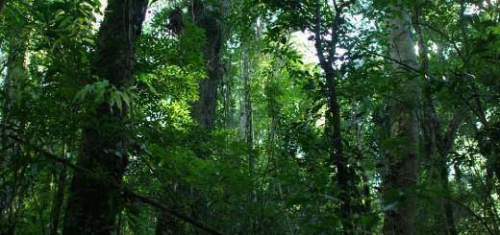 En la semana del Ambiente, Misiones ser� sede del 1� Congreso de Biodiversidad y Derecho