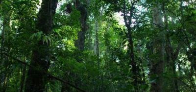 En la semana del Ambiente, Misiones ser� sede del 1� Congreso de Biodiversidad y Derecho
