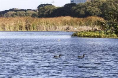 La Reserva Ecolgica y la historia de como la naturaleza resisti los cambios