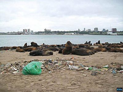 En v�speras del D�a del Ambiente debieron liberar de zunchos a 4 lobos marinos
