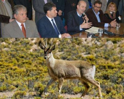 Sturzenegger confirm� la �taruca� impreso en el billete de $100