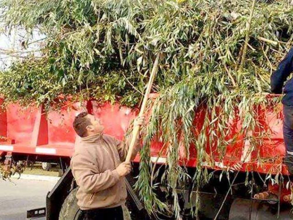 Operativo de recolecci�n de ramas