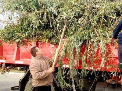 Operativo de recolecci�n de ramas