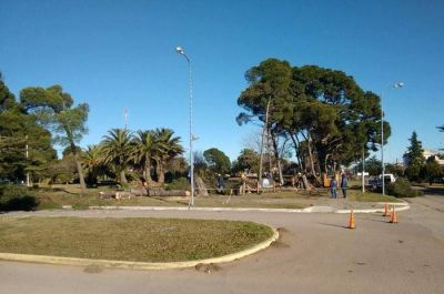 Malestar del concejal Ant�n por la extracci�n de �rboles en la plaza central