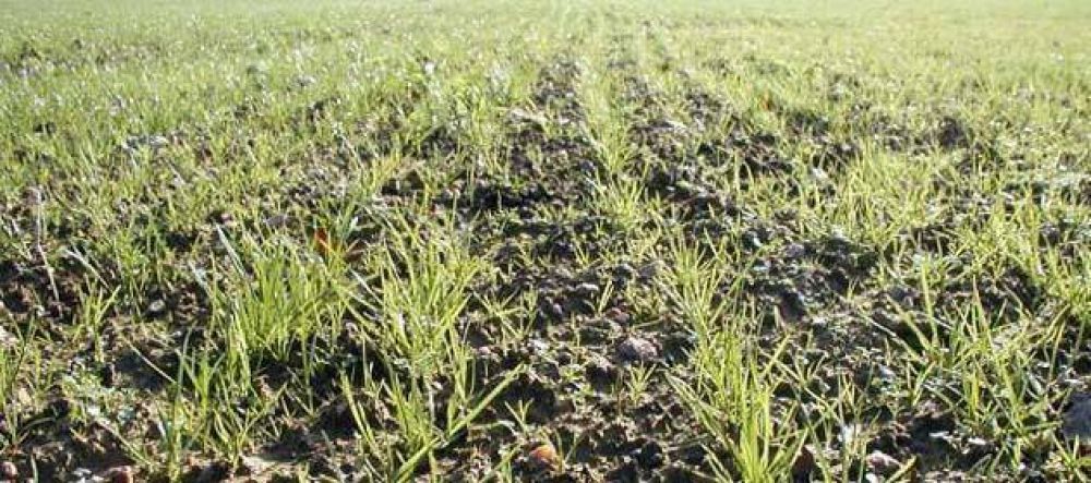Avanza lentamente la siembre de cultivos invernales en la provincia 