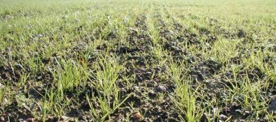 Avanza lentamente la siembre de cultivos invernales en la provincia 