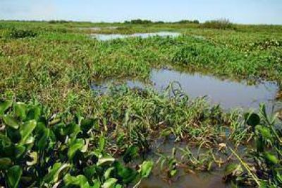 Diputados analizar� el martes el proyecto para el uso de islas fiscales y protecci�n de humedales 