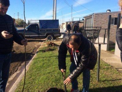 El massismo plant� �rboles en el barrio El Ciclista