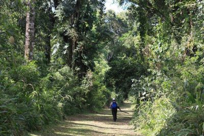 Compran terrenos para evitar que sean desmontados y los suman a un refugio natural en Misiones