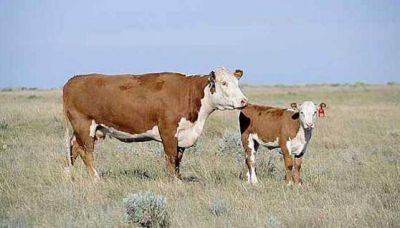 C�rdoba Ganadera: opciones para la producci�n de carnes
