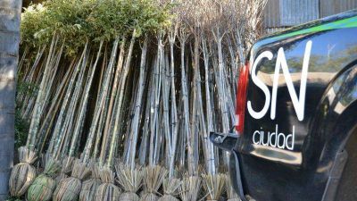Passaglia quiere plantar 100 �rboles en San Nicol�s