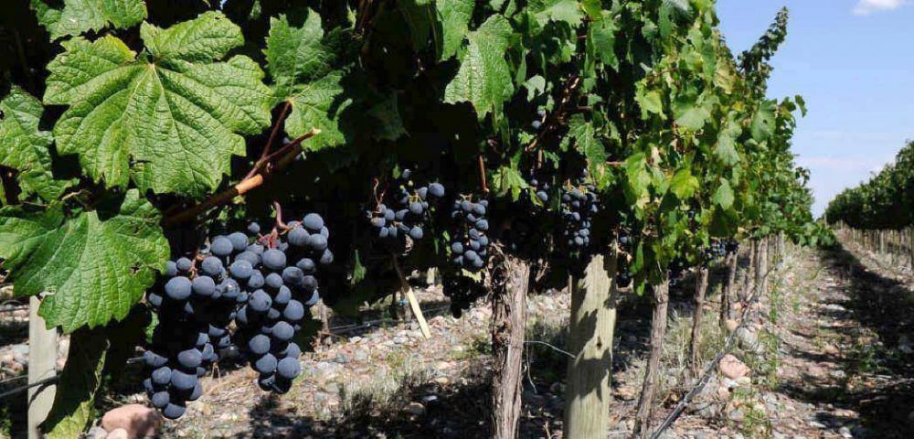 Fusi�n entre la bodega Riglos y Huarpes Wines