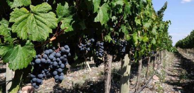 Fusi�n entre la bodega Riglos y Huarpes Wines