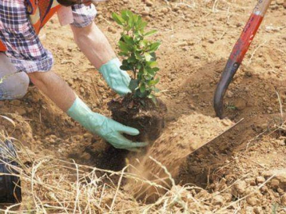La Secretar�a de Gesti�n Ambiental invita a forestar el futuro refugio canino