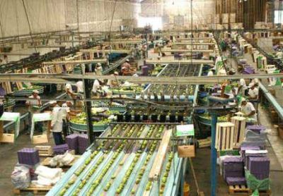 Cr�ditos por 200 millones a productores de peras y manzanas