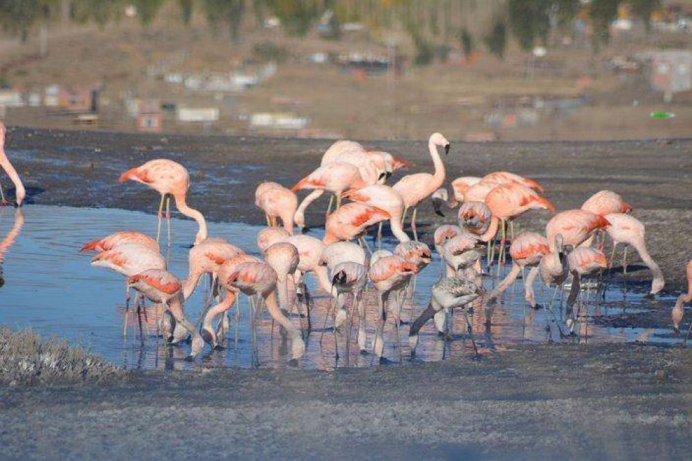 Centenares de aves de plumaje rosado ya se posan sobre el humedal de Caleta