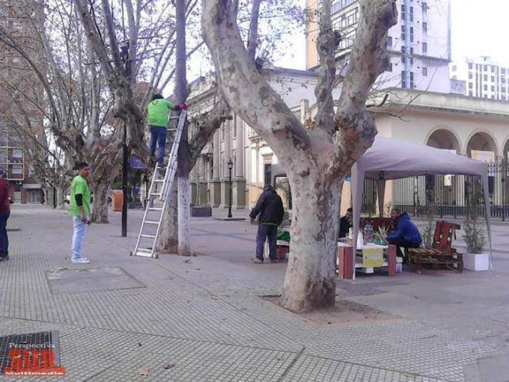Relevamiento fitosanitario en Plaza San Mart�n