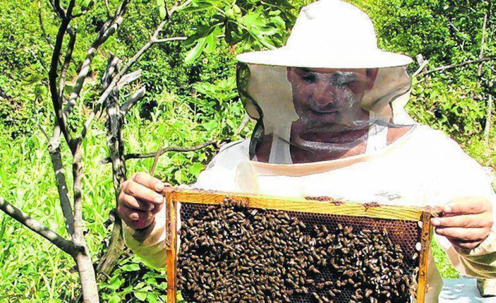 Ya hay 90 trabajos de investigacin para simposio mundial de apicultura