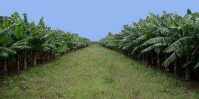 Entre este viernes y el lunes pagar�n la Emergencia Agropecuaria en Formosa