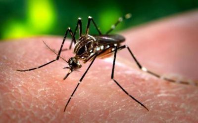 M�s de 1000 alumnos �aliados� en la lucha contra el dengue
