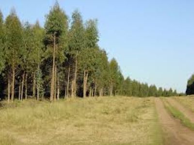 Salta se incorpora al Sistema Nacional de Gu�as Forestales