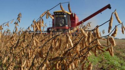 La cosecha dejar� m�s de $ 100.000 millones en C�rdoba
