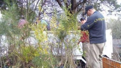 Plantar�n 950 �rboles en la localidad de Pellegrini
