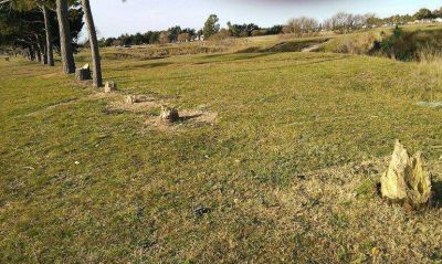 Denuncian tala de �rboles en el Parque Sur