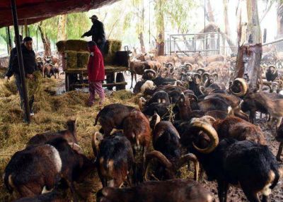 Plan para convertir el Zoo en un ecoparque