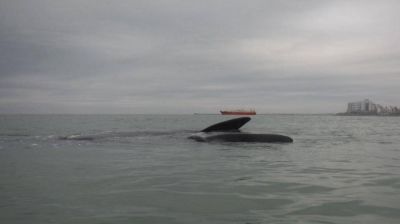 Las ballenas volvieron a la costa y generaron im�genes imponentes