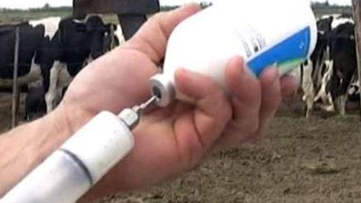 La creciente de los r�os complic� la campa�a de vacunaci�n contra la aftosa