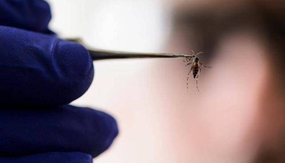 C�rdoba vivi� este a�o su peor brote de dengue