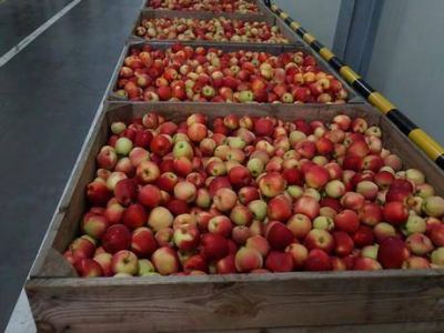 �Llegan manzanas de China?
