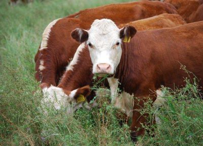 El diputado Santiago pide �regular el contrato agrario al pastaje de animales�