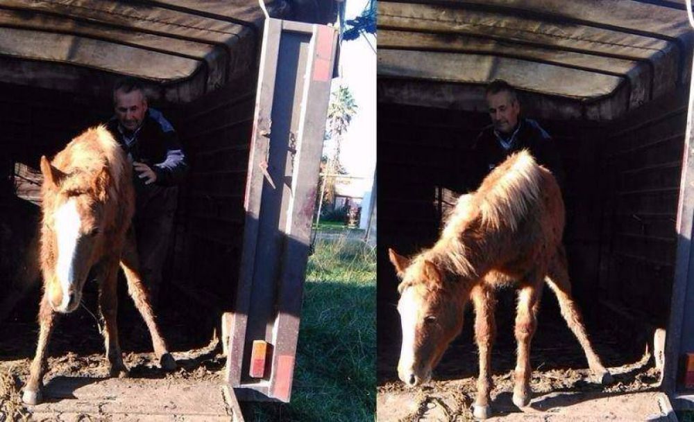 Por pedido Arroyo, caballo accidentado en ruta 11 fue entregado a una ONG