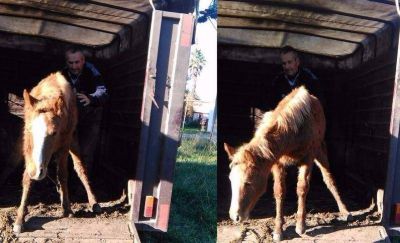 Por pedido Arroyo, caballo accidentado en ruta 11 fue entregado a una ONG