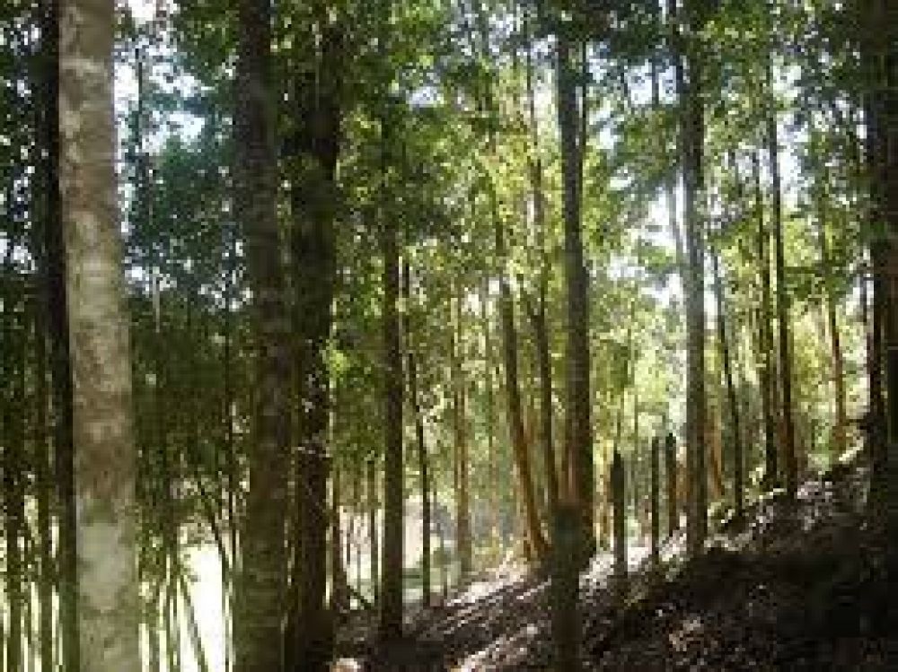 El Ministerio de Ambiente avanza con un programa dirigido a las comunidades que viven de los bosques