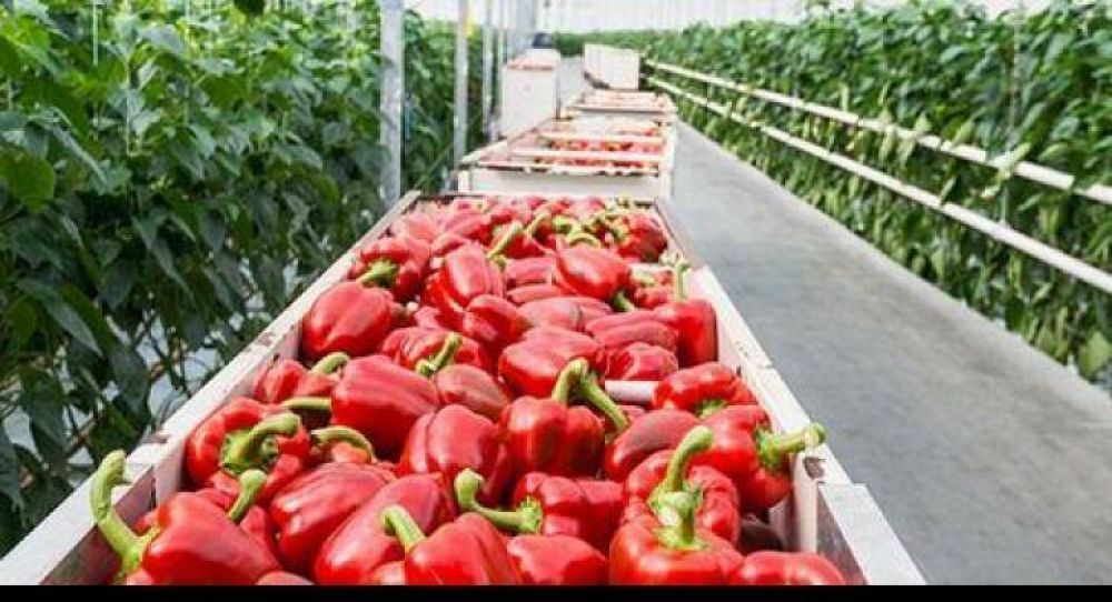 Horticultura: favorecida por precios del mercado, amenazada por el clima