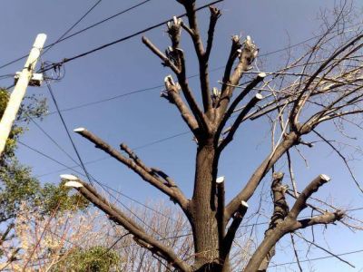 Abren la inscripci�n al curso de Podador Urbano Artesanal