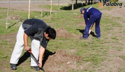 Con producci�n del Vivero Municipal contin�an las tareas de reforestaci�n en Patagones