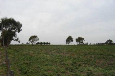 Falseaban ventas de campos desde oficinas p�blicas