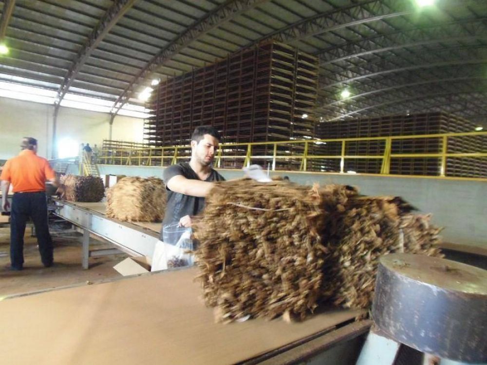 Pagarn ms de 19 millones de pesos productores tabacaleros